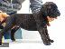 PoulaTo: Cane Corso καθαροαιμα 6979314054 ΡΟΔΟΣ 6979314054